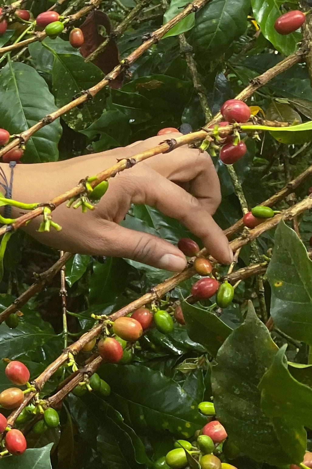 Organic Women in Coffee Blend
