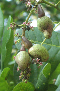 Thumbnail for Organic Cashews