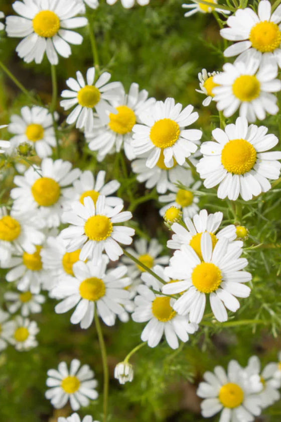 Organic Chamomile Tea