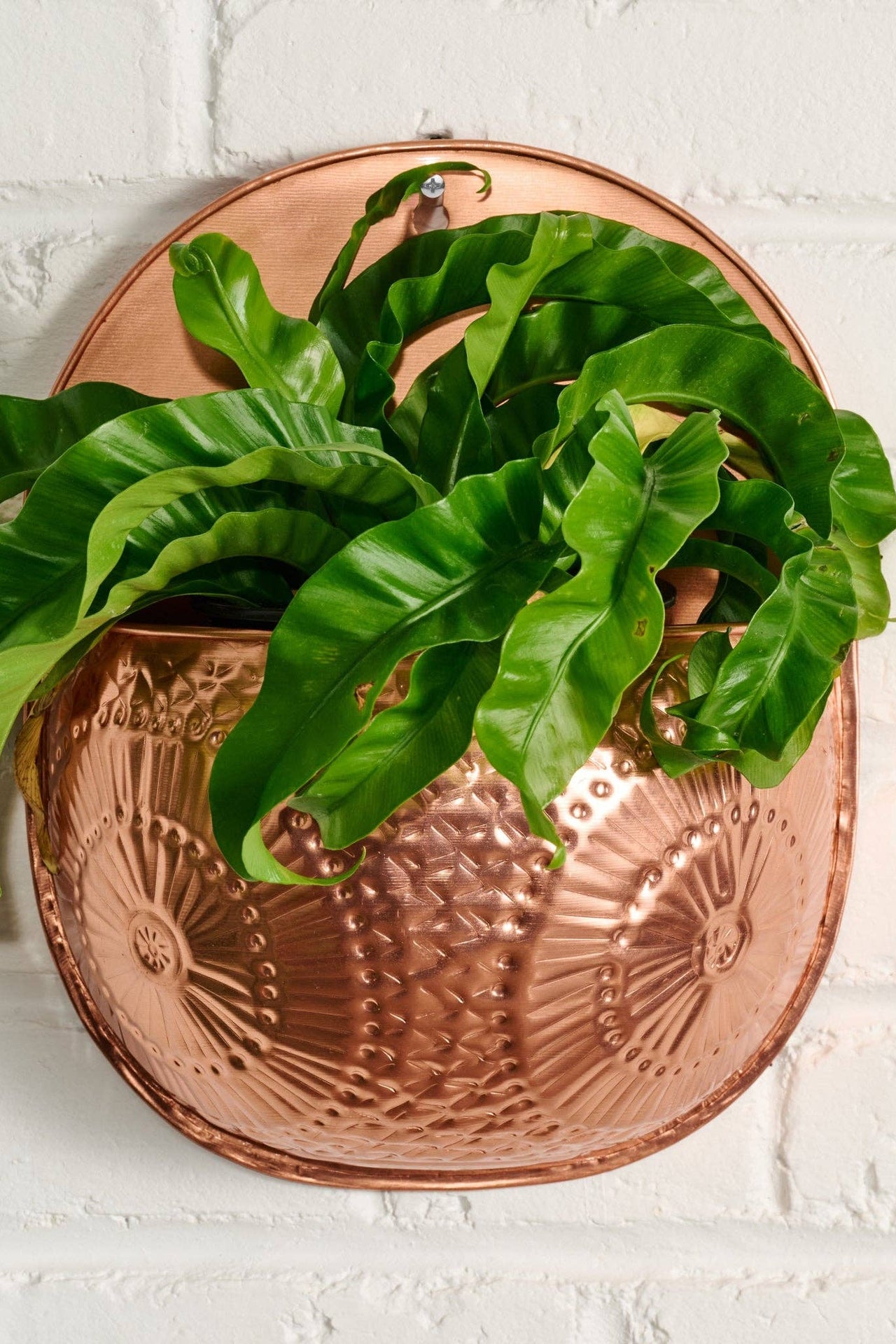 Dekhava Embossed Wall Planter