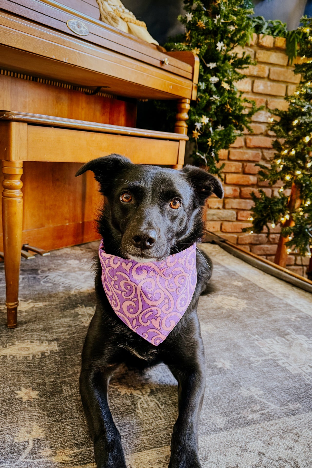 Dog Bandana