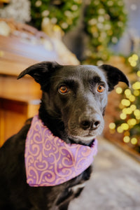 Thumbnail for Dog Bandana