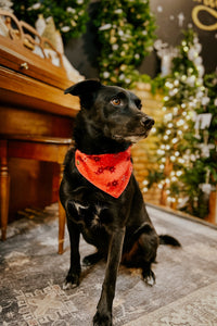 Thumbnail for Dog Bandana