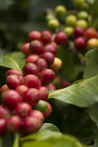 Thumbnail for Organic Mind, Body & Soul Coffee