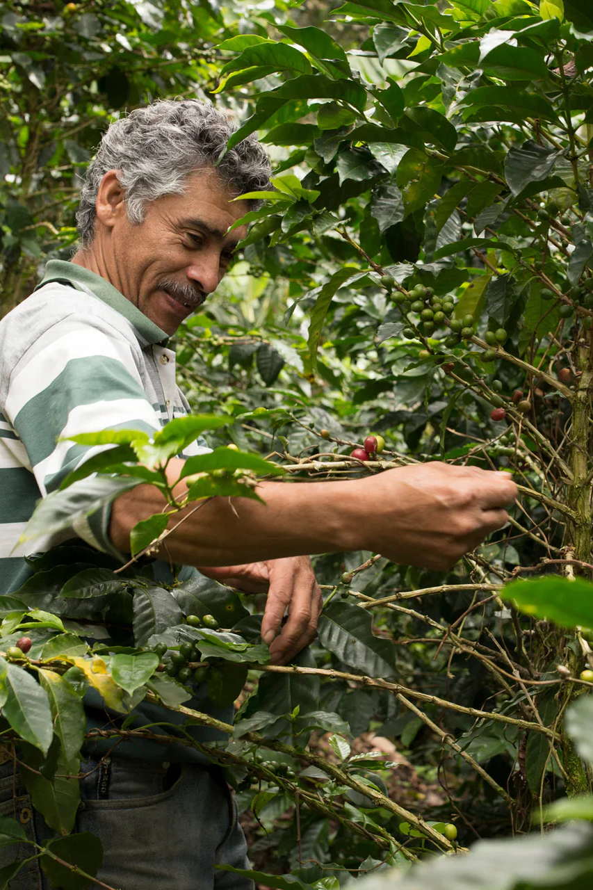 Organic French Roast Coffee