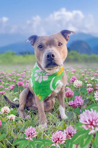 Thumbnail for Saree Pet Bandana