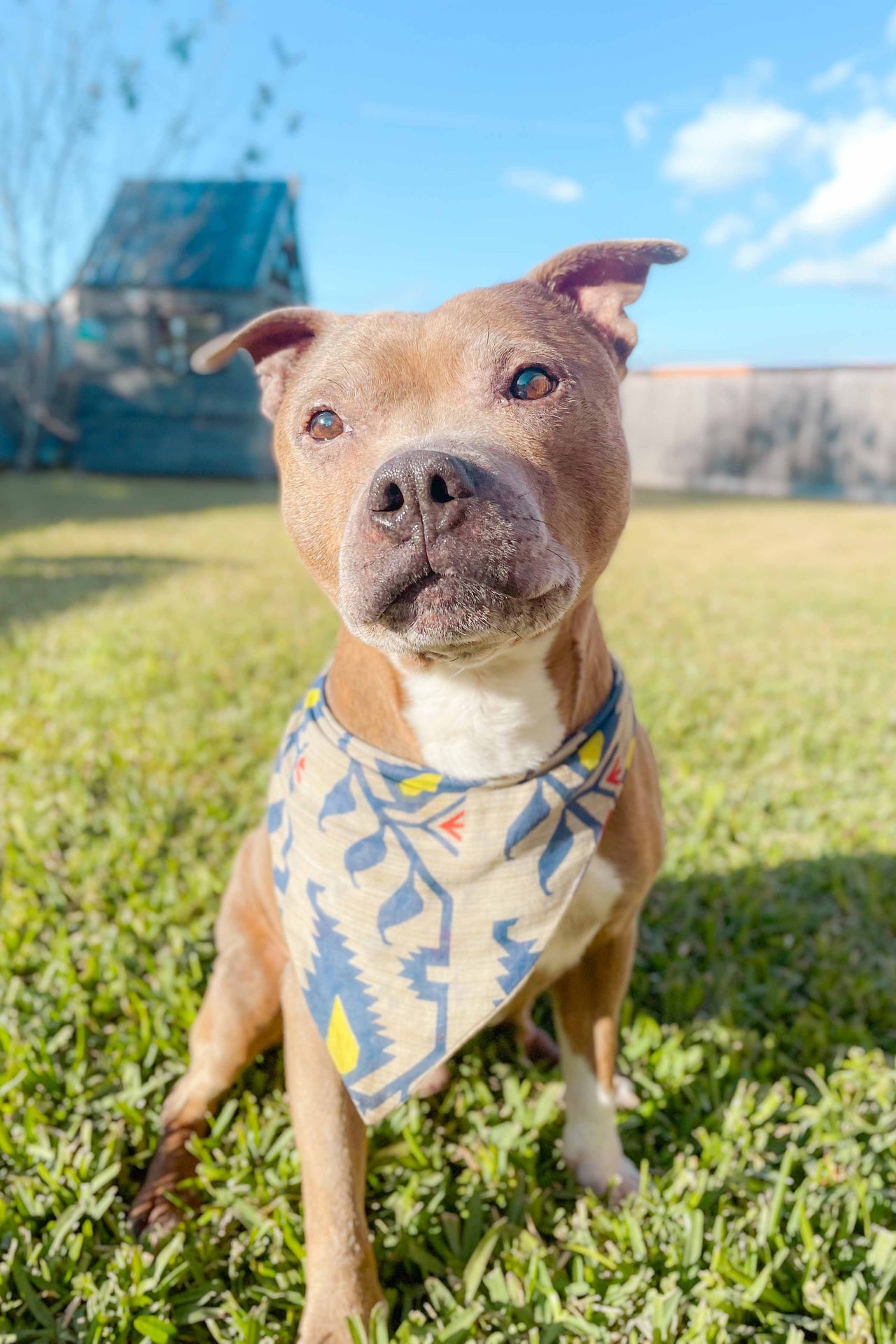 Saree Pet Bandana