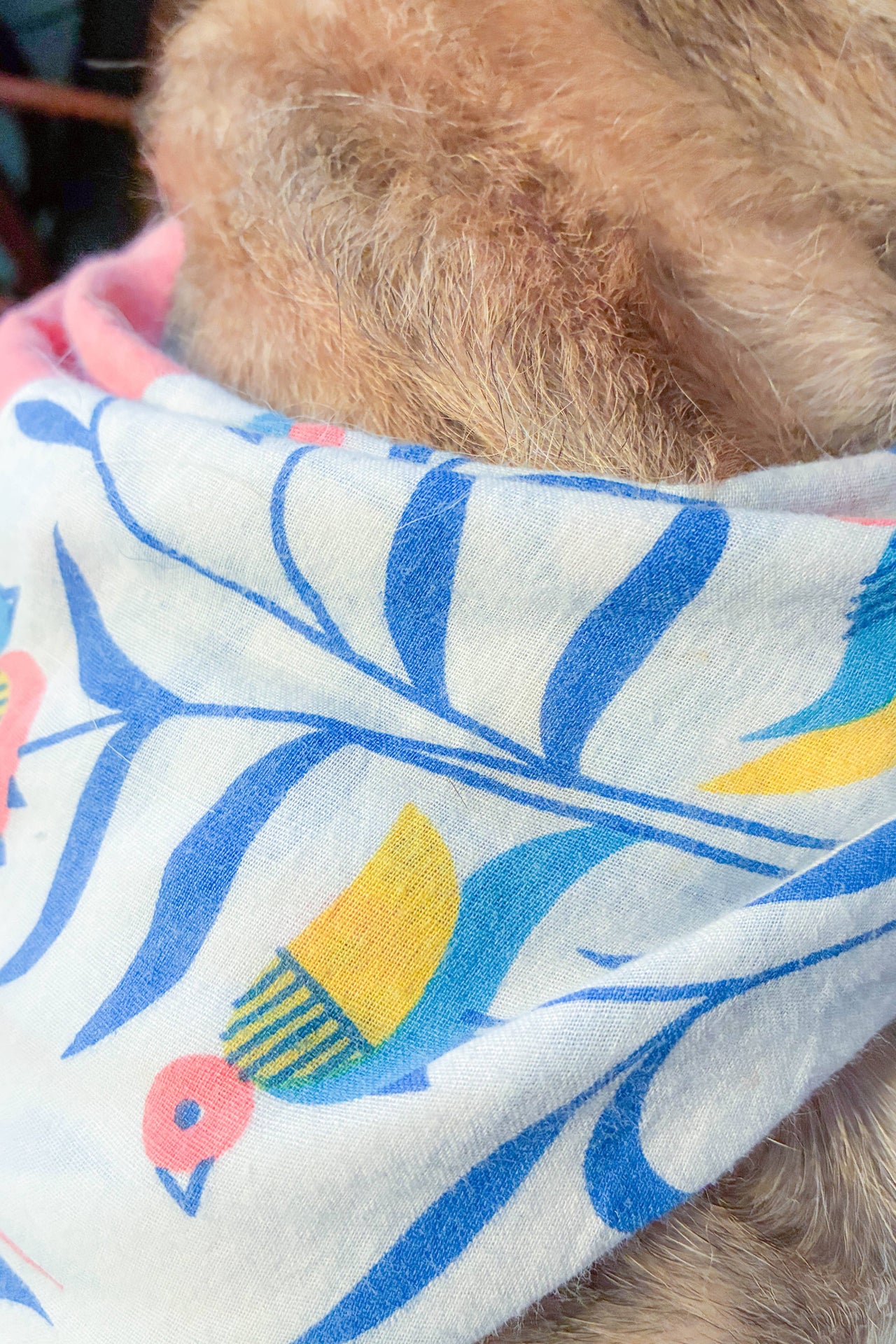 Saree Pet Bandana