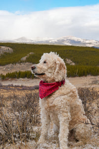 Thumbnail for Dog Bandana