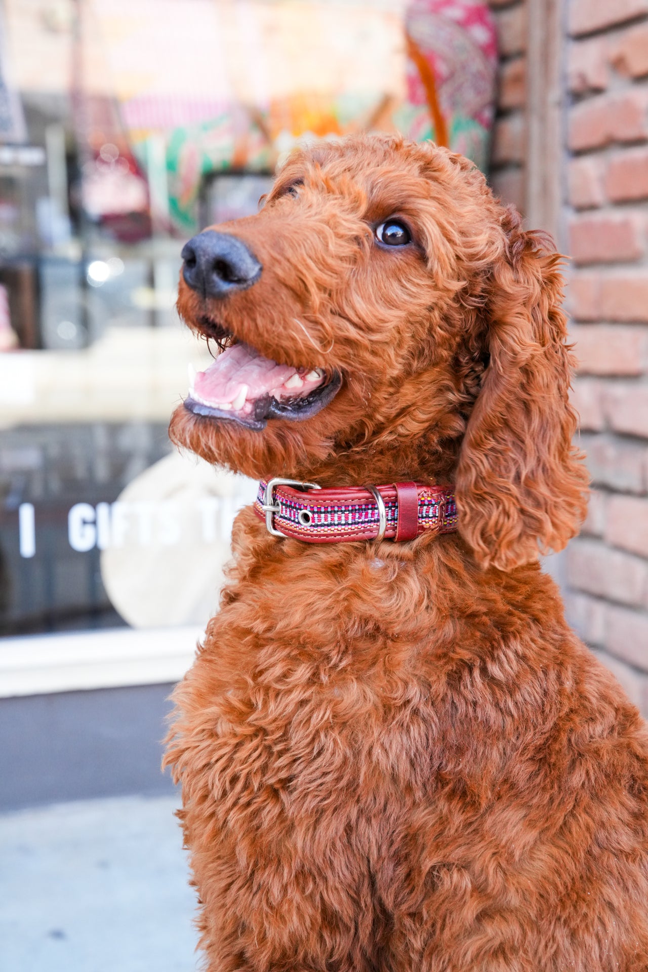 Guate Dog Collar