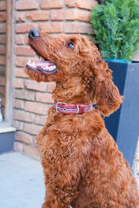 Thumbnail for Guate Dog Collar