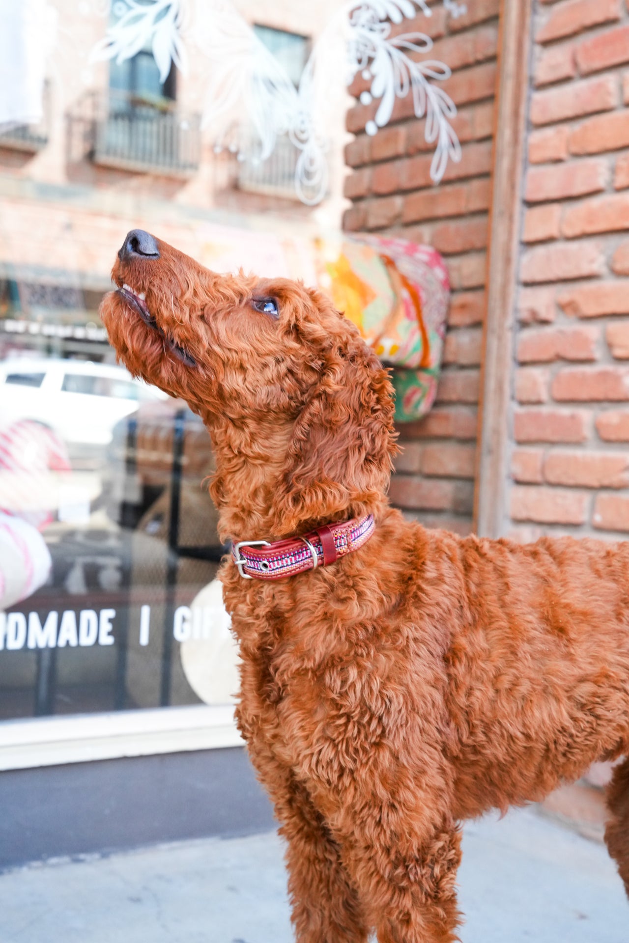 Guate Dog Collar