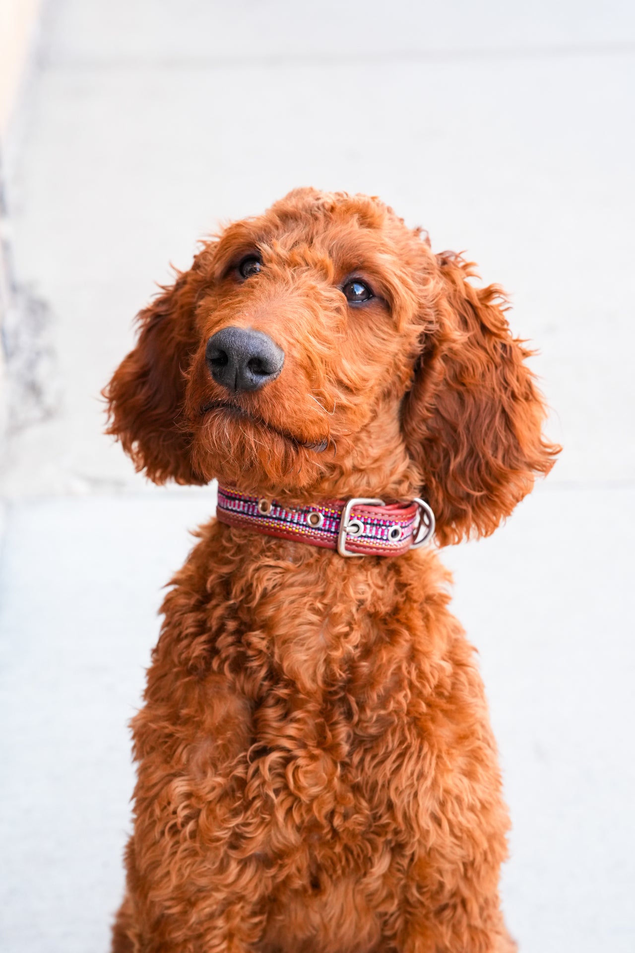 Guate Dog Collar
