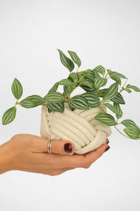 Thumbnail for Mini Unbound Planter